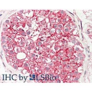 Anti-STIM1 (SHEEP) Antibody, 100µg, Liquid (sterile filtered)