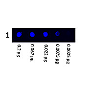 Anti-HUMAN IgG (H&L) (MOUSE) Antibody Fluorescein Conjugated, 1mg, Lyophilized