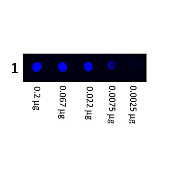 Anti-HUMAN IgG (H&L) (MOUSE) Antibody Fluorescein Conjugated, 1mg, Lyophilized