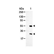 Anti-GOAT IgG (H&L) (RABBIT) Antibody Alkaline Phosphatase Conjugated, 1mg, Liquid (sterile filtered)