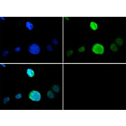 Anti-Histone H3 [p Thr6, Monomethyl Lys9] (RABBIT) Antibody, 50µg, Liquid (sterile filtered)