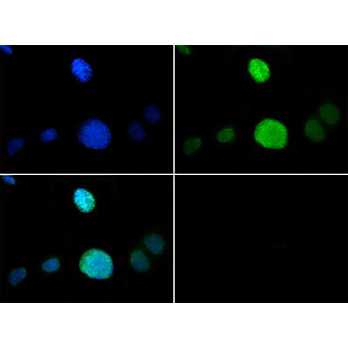 Anti-Histone H3 [p Thr6, Monomethyl Lys9] (RABBIT) Antibody, 50µg, Liquid (sterile filtered)