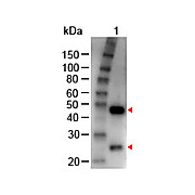 Anti-GOAT IgG (H&L) (RABBIT) Antibody Peroxidase Conjugated, 2mg, Lyophilized