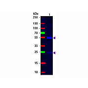 Anti-GOAT IgG (H&L) (MOUSE) Antibody Fluorescein Conjugated, 1mg, Lyophilized