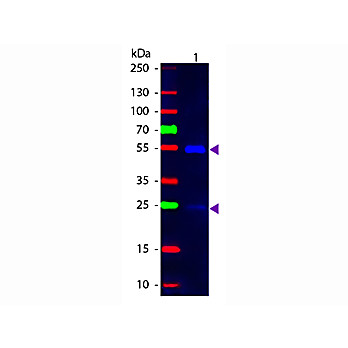 Anti-GOAT IgG (H&L) (MOUSE) Antibody Fluorescein Conjugated, 1mg, Lyophilized