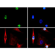 Anti-Histone H3 [p Ser28] (RABBIT) Antibody, 50µg, Liquid (sterile filtered)