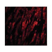 BAP29 internal Antibody 100µg