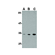 Anti-ATG10 (RABBIT) Antibody, 100µg, Liquid (sterile filtered)