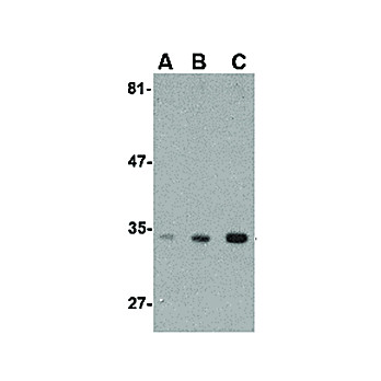 Anti-ATG10 (RABBIT) Antibody, 100µg, Liquid (sterile filtered)