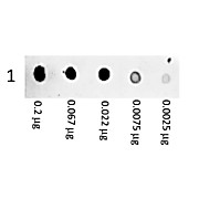 Anti-MOUSE IgG [H&L] (GOAT) Antibody Phycoerythrin conjugated Min X Bv Ch Gt GP Hs Ham Hu Rb Rt &Sh Serum Proteins, 1mL, Lyophilized