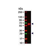 Anti-HUMAN IgA (alpha chain) (RABBIT) Antibody, 2mg, Liquid (sterile filtered)