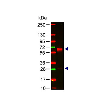 Anti-HUMAN IgA (alpha chain) (RABBIT) Antibody, 2mg, Liquid (sterile filtered)