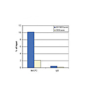 Anti-MeCP2 (RABBIT) Antibody, 50µg, Liquid (sterile filtered)