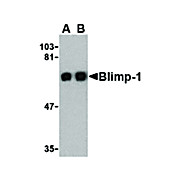 PRDM1 BLIMP1 Antibody 100µg