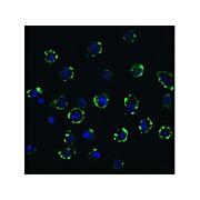 ACE2 - internal Antibody 100µg