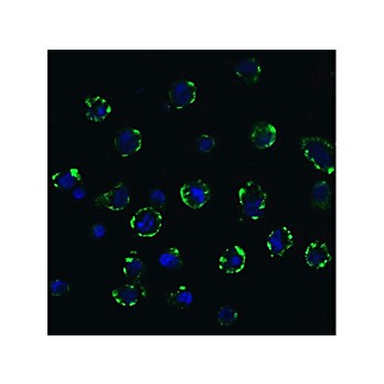 ACE2 - internal Antibody 100µg