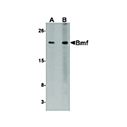 BMF cterm Antibody 100µg