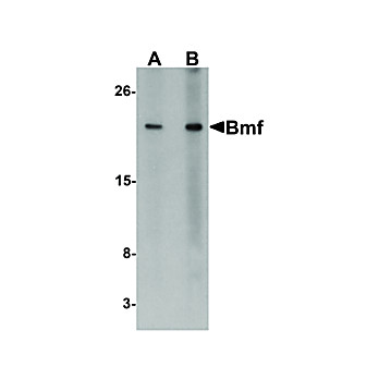 BMF cterm Antibody 100µg