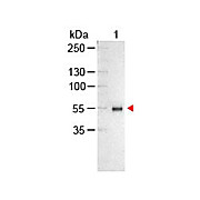Anti-HUMAN IgG (H&L) (CHICKEN) Antibody Alkaline Phosphatase Conjugated, 1mg, Liquid (sterile filtered)