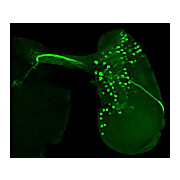 Anti-GFP (CHICKEN) Antibody, 100µg, Liquid (sterile filtered)
