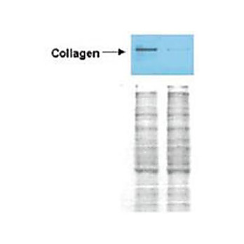 Anti-Collagen Type I (RABBIT) Antibody Biotin Conjugated, 100µg, Lyophilized