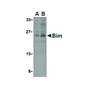 BIM internal Antibody 100µg