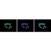 Anti-Histone H3 K27 me2 (RABBBIT) Antibody, 50µg, Liquid (sterile filtered)