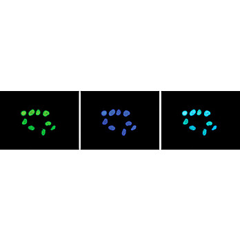 Anti-Histone H3 K27 me2 (RABBBIT) Antibody, 50µg, Liquid (sterile filtered)