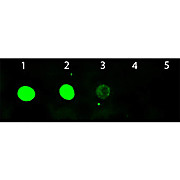 Anti-GOAT IgG (H&L) (CHICKEN) Antibody Fluorescein Conjugated, 1mg, Lyophilized