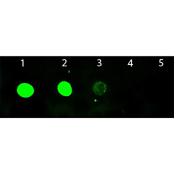 Anti-GOAT IgG (H&L) (CHICKEN) Antibody Fluorescein Conjugated, 1mg, Lyophilized