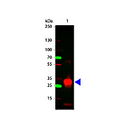 Anti-HUMAN IgG F(c) (RABBIT) Antibody, 5mg, Liquid (sterile filtered)