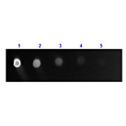 Anti-DOG IgG (H&L) (GOAT) Antibody Fluorescein Conjugated, 2mg, Lyophilized
