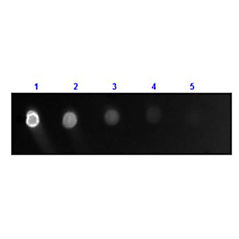 Anti-DOG IgG (H&L) (GOAT) Antibody Fluorescein Conjugated, 2mg, Lyophilized