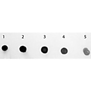 Anti-HUMAN IgM (mu chain) (GOAT) Antibody Alkaline Phosphatase Conjugated, 1mg, Liquid (sterile filtered)