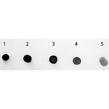 Anti-HUMAN IgM (mu chain) (GOAT) Antibody Alkaline Phosphatase Conjugated, 1mg, Liquid (sterile filtered)