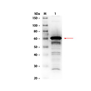 Anti-HUMAN SERUM ALBUMIN (RABBIT) Antibody Biotin Conjugated, 1mg, Lyophilized