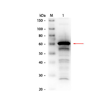 Anti-HUMAN SERUM ALBUMIN (RABBIT) Antibody Biotin Conjugated, 1mg, Lyophilized