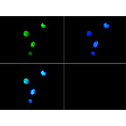 Anti-Histone H3 [Trimethyl Lys9, p Thr6] (RABBIT) Antibody, 50µg, Liquid (sterile filtered)