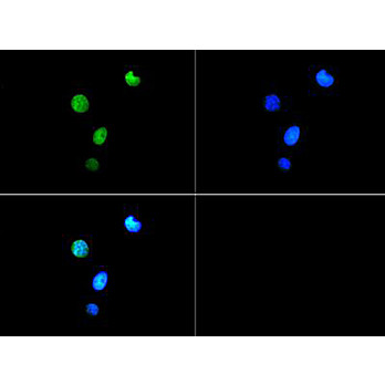 Anti-Histone H3 [Trimethyl Lys9, p Thr6] (RABBIT) Antibody, 50µg, Liquid (sterile filtered)