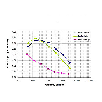 Anti-PHF8 (RABBIT) Antibody, 50µg, Liquid (sterile filtered)