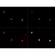 Anti-Histone H3 [Monomethyl Lys36] (RABBIT) Antibody, 50µg, Liquid (sterile filtered)
