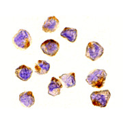 ASK1 cterm Antibody 100µg