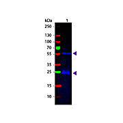 Anti-GUINEA PIG IgG (H&L) (DONKEY) Antibody Fluorescein Conjugated (Min X Bv Ch Gt Ham Hs Hu Ms Rb Rt & Sh Serum Proteins), 1mg, Lyophilized