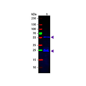 Anti-GUINEA PIG IgG (H&L) (DONKEY) Antibody Fluorescein Conjugated (Min X Bv Ch Gt Ham Hs Hu Ms Rb Rt & Sh Serum Proteins), 1mg, Lyophilized