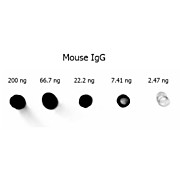 Anti-MOUSE IgG (H&L) (GOAT) Antibody Alkaline Phosphatase Conjugated (Min X Bv Ch Gt GP Ham Hs Hu Rb Rt & Sh Serum Proteins), 1mg, Liquid (sterile filtered)