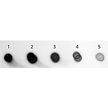 Anti-GUINEA PIG IgG (H&L) (GOAT) Antibody Alkaline Phosphatase Conjugated (Min X Bv Ch Gt Ham Hs Hu Ms Rb Rt & Sh Serum Proteins), 1mg, Liquid (sterile filtered)