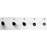 Anti-HUMAN IgG (H&L) (SHEEP) Antibody Alkaline Phosphatase Conjugated, 1mg, Liquid (sterile filtered)