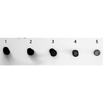 Anti-HUMAN IgG (H&L) (SHEEP) Antibody Alkaline Phosphatase Conjugated, 1mg, Liquid (sterile filtered)