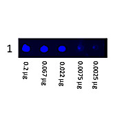 Anti-MOUSE IgG (H&L) (GOAT) Antibody Fluorescein Conjugated (Min X Bv Ch Gt GP Ham Hs Hu Rb Rt & Sh Serum Proteins), 1mg, Lyophilized