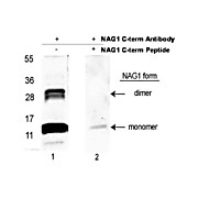 Anti-NAG-1 (C-terminal specific) (RABBIT) Antibody Biotin Conjugated, 100µg, Lyophilized